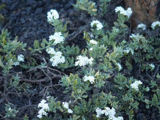 Lanzarote: Heliotropium ramosissimum. (Boraginaceae)